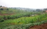 kimironko plot plut properties (5)