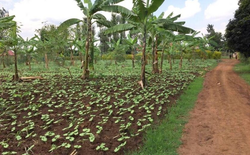 rwamagana land plut properties (1)