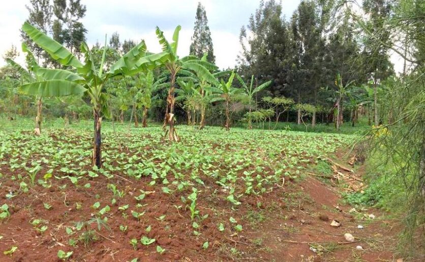 rwamagana land plut properties (10)