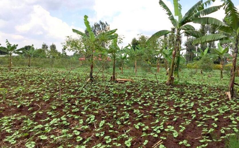 rwamagana land plut properties (12)