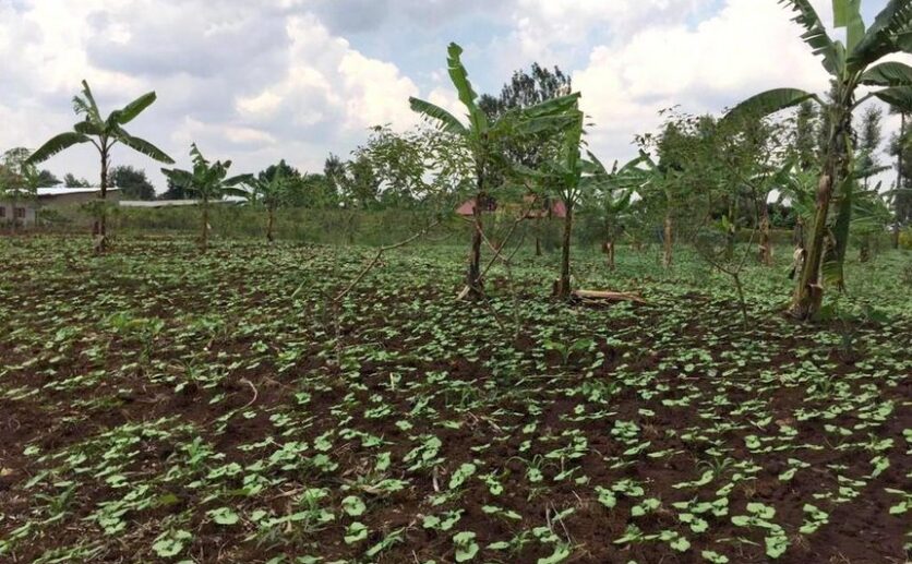 rwamagana land plut properties (3)