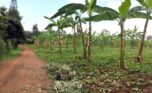 rwamagana land plut properties (5)