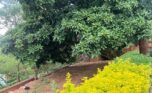 house for sale in kiyovu plut properties (6)