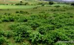 plot for sale in busanza fpr 12M (3)