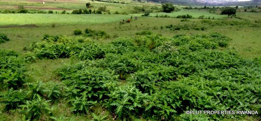 plot for sale in busanza fpr 12M (3)
