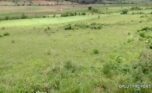 plot for sale in busanza fpr 12M (6)