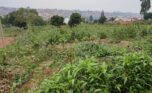 PLOT FOR SALE IN BUSANZA KANOMBE (3)