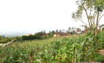 plot for sale in rebero (10)