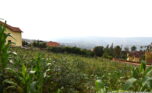 plot for sale in rebero (11)