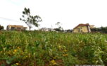 plot for sale in rebero (5)