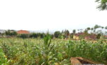 plot for sale in rebero (8)