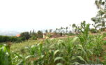 plot for sale in rebero (9)