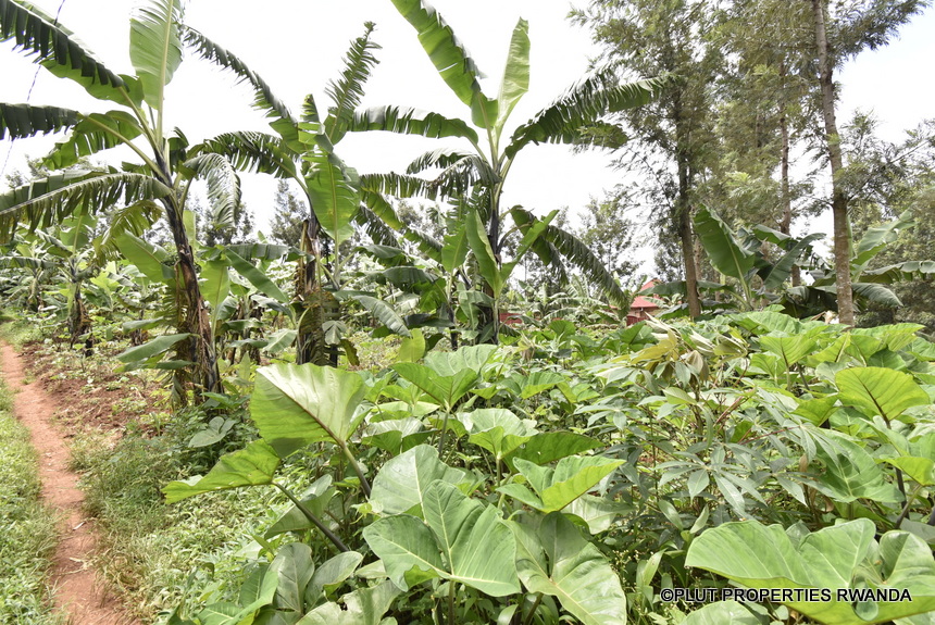 Land for sale in Muyumbu Rwamagana.