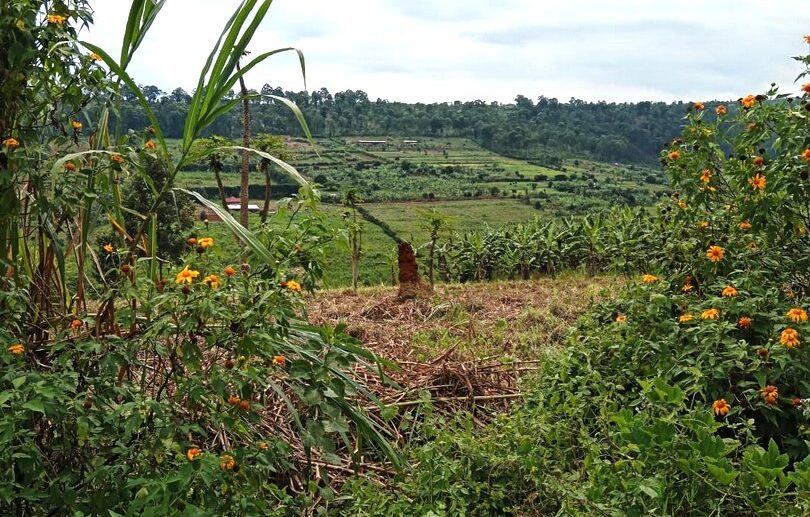 buy land in Rwamagana (4)