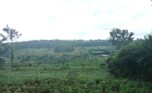 buy land in Rwamagana (5)