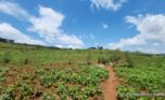 Buy land in Bumbogo 2 plut properties (1)