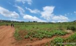 Buy land in Bumbogo 2 plut properties (2)