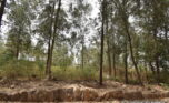 Huge plot for sale plut properties (1)