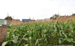 Plot for sale plut properties (1)