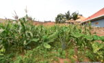 Plot for sale plut properties (3)