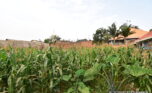 Plot for sale plut properties (5)