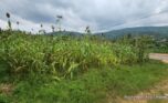 land for sale in Jabana plut properties (8)