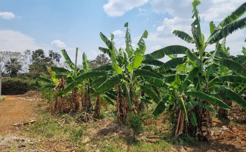 Residential plot for sale in Rusoror Kigali (1)