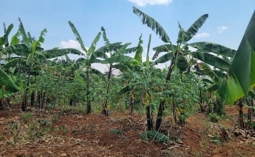Residential plot for sale in Rusoror Kigali (5)