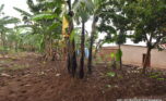 Big plot for sale in Kinyinya Kigali plut properties (7)