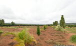 prime plot for sale in Bugesera plut properties (10)