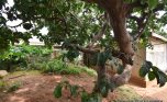 Kimironko house for sale plut properties (4)