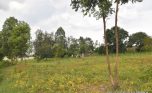 Niboye Big plot for sale plut properties (9)